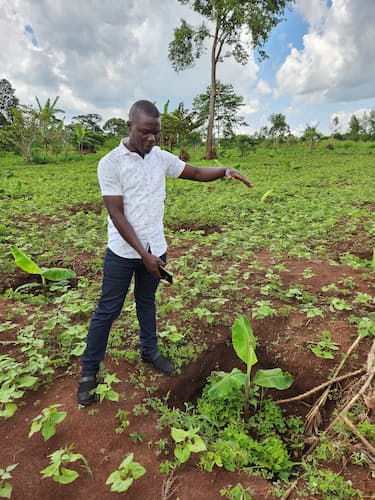 Standing among new bean plants, Godfrey shows how tall this plantain tree will grow in 3 months.